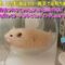 【美尻】キンクマハムスターのぷりぷりお尻が可愛すぎる