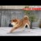 2025.08.19今朝の柴犬ストレッチ